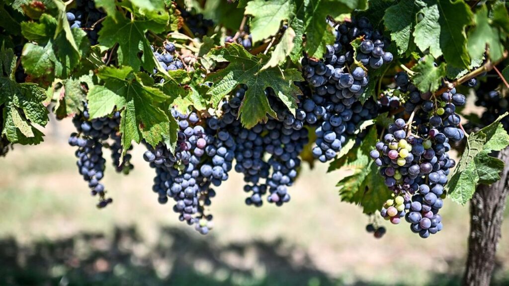 Pierre Hurmic visits Boissonneau organic vineyard changement climatique