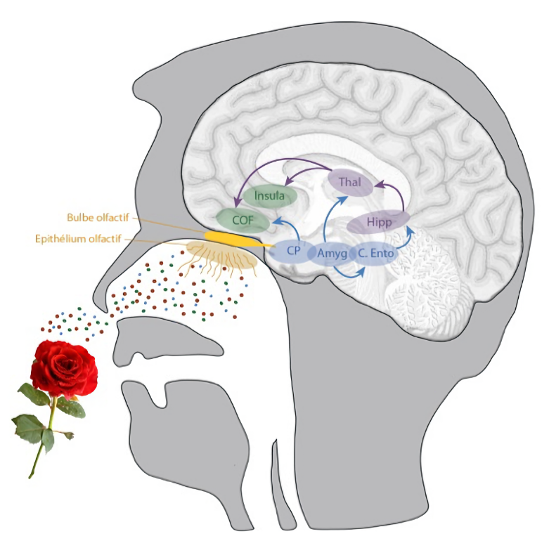 mémoire olfactive