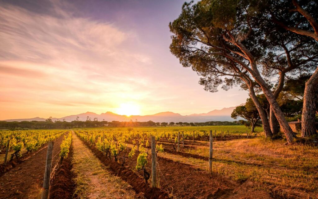 vins-corses importance du terroir