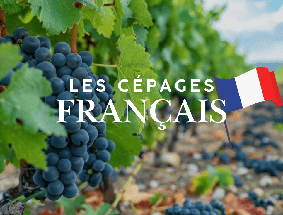 cépages français