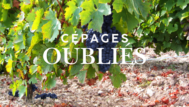 cépages oubliés