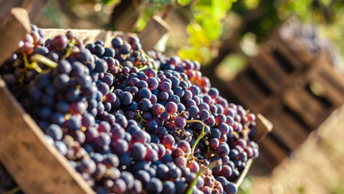 vin rouge (11) cépages oubliés