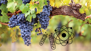 chimie du vin