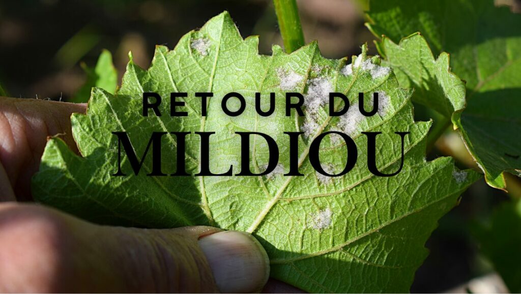 retour mildiou 2025