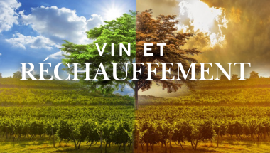 vin et le réchauffement climatique