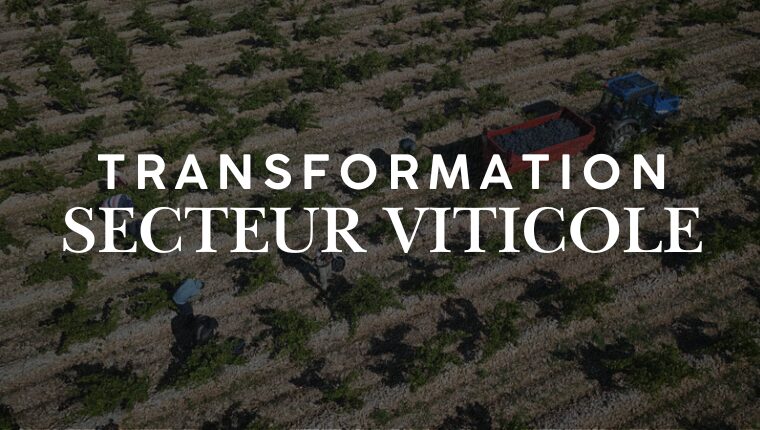 transformation du secteur viticole