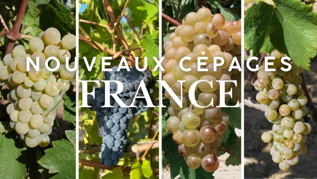 nouveaux cépages France