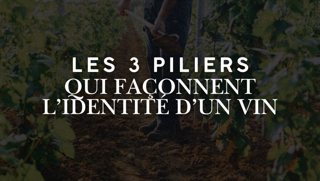 Cépage, terroir et climat : comprendre les trois piliers qui façonnent l’identité d’un vin